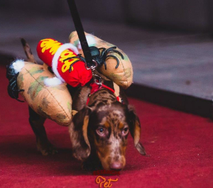 ESTÂNCIA PET 10ª EDIÇÃO HALLOWEEN