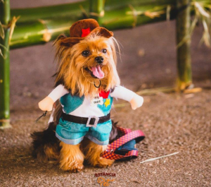 ESTÂNCIA PET EDIÇÃO ARRAIAU